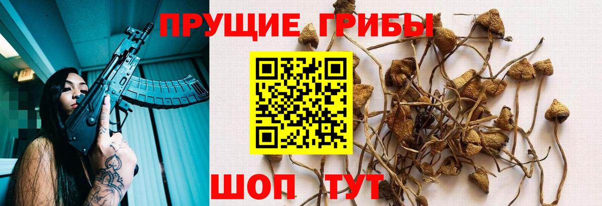 Псилоцибиновые грибы Psilocybine cubensis Артёмовский